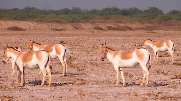 सूर्योदय से पहले टहलते हैं और 20 वर्ष तक जीते हैं घुड़खर सूर्योदय से पहले टहलते हैं और 20 वर्ष तक जीते हैं घुड़खर