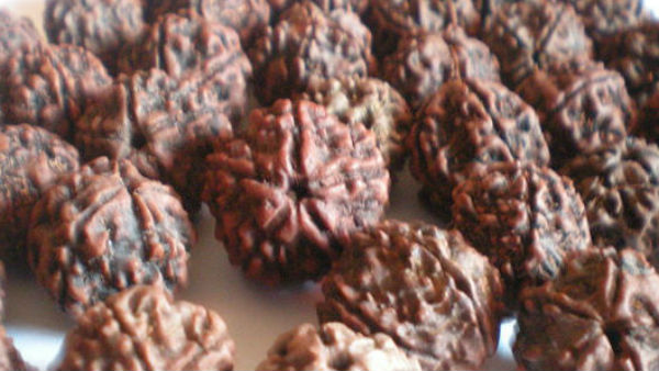 एकमुखी रूद्राक्ष के लाभ