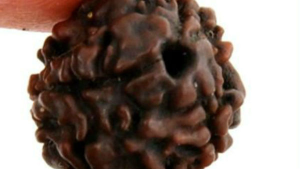 कैसे धारण करें एकमुखी रूद्राक्ष