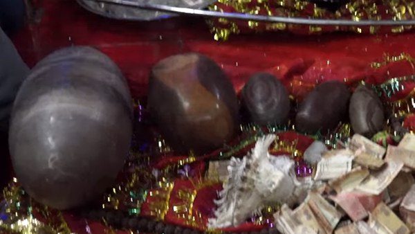 बेहोशी का हालत में था सांप का जोड़ा