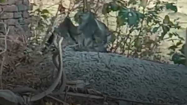 pair of snake seen outside police station