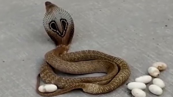 पहले भी वायरल हो चुके हैं ऐसे वीडियो पहले भी वायरल हो चुके हैं ऐसे वीडियो