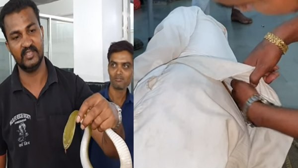 कीलबैक प्रजाति का था सांप कीलबैक प्रजाति का था सांप