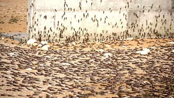 Tiddi Dal Attack In pakistan, Rajasthan Can be affected Tiddi Dal Attack In pakistan, Rajasthan Can be affected