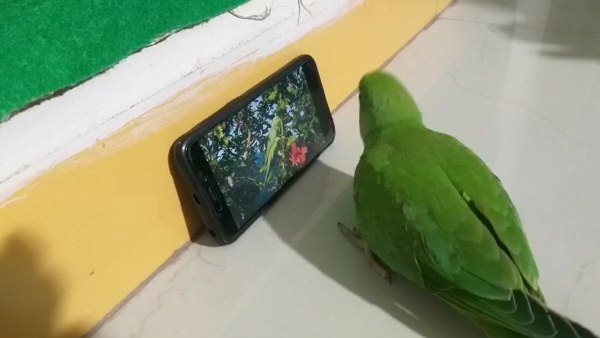 तोते से दूर रखने लगे मोबाइल