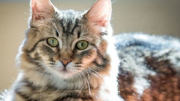 फेलिक्स को अब तक मिली 9800 डॉलर की मदद