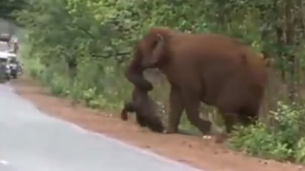 'बच्चे के शव को ले जाते हुए रोते हुए हाथी'