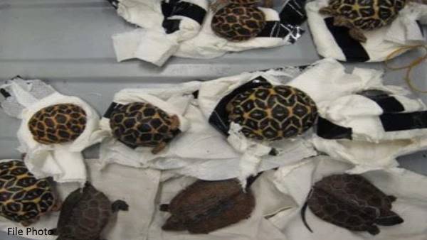 four Indians arrested and seized drugs and turtles in Malaysia four Indians arrested and seized drugs and turtles in Malaysia