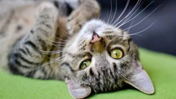 फेलिक्स के पूरे शरीर पर खरोचें