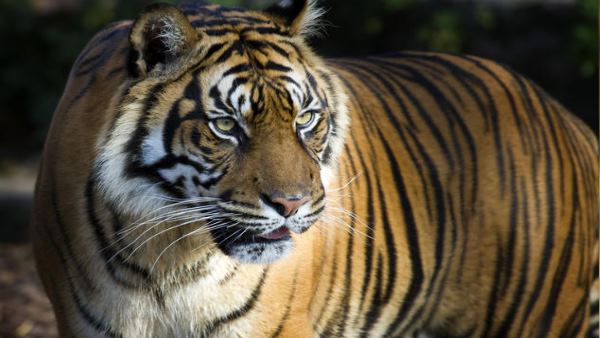 युवक को आई गंभीर चोटें