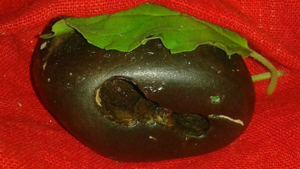 क्या है शालिग्राम 