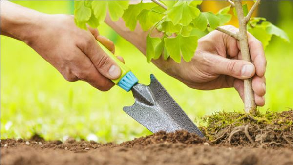 एक पीढ़ी लगाएगी इतने अरब पेड़