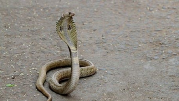 नर्स ने देखा था लेकिन नहीं रोका नर्स ने देखा था लेकिन नहीं रोका