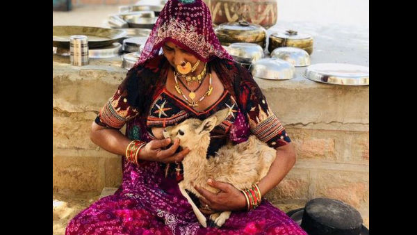 Bishnoi mother breastfeeds baby deer, internet full of praise for the community Bishnoi mother breastfeeds baby deer, internet full of praise for the community