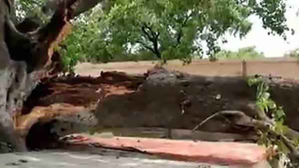 one killed when branch of peepal fell on students