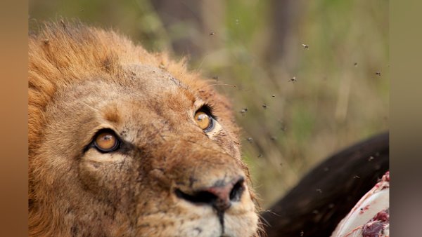 पशुओं के वेक्सिनेशन कैम्प का भी आयोजन किया