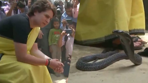 प्रियंका गांधी के खिलाफ वन विभाग की जांच में क्या निकला प्रियंका गांधी के खिलाफ वन विभाग की जांच में क्या निकला