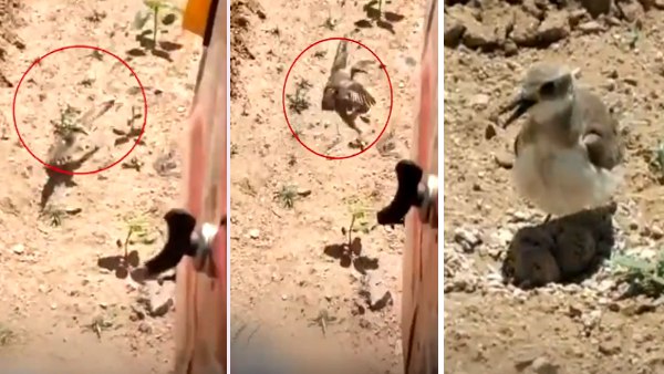अपने अंडे को बचाने के लिए चिड़िया ने उठाया बड़ा कदम