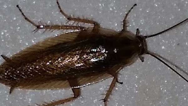 अधिक प्रतिरोधक क्षमता के साथ पनप रहे कॉकरोच 