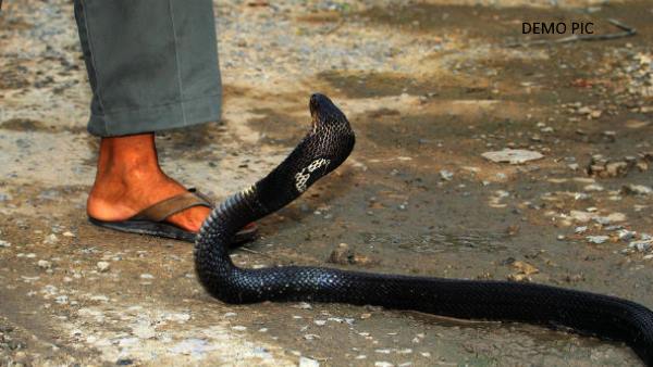 शख्स ने किया था सांप पकड़ने का दावा