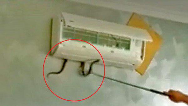 थाईलैंड का है ये बेहद चौंकाने वाला मामला