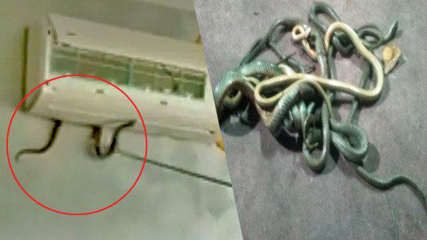 एसी के अंदर से निकले एक-दो नहीं बल्कि 5 सांप