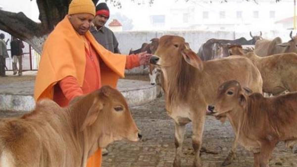 प्रयागराज और अयोध्या के गौशाल में कई गायों की मौत प्रयागराज और अयोध्या के गौशाल में कई गायों की मौत