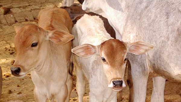 बड़ी चुनौती है योजना को प्रभावी ढंग से लागू करने की