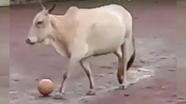 cow playing football, Video Viral on social media cow playing football, Video Viral on social media