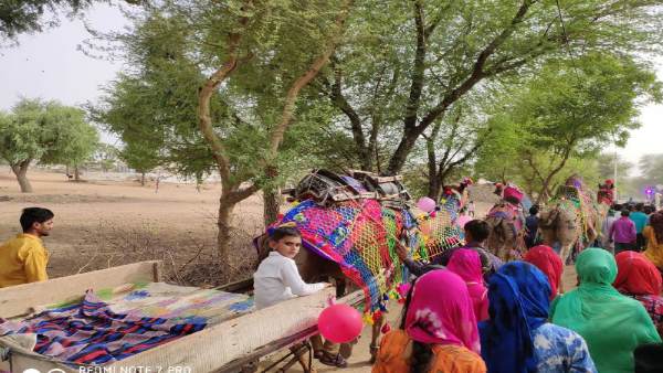 Groom on the camel in Gangiyasar village of Jhunjhunu Groom on the camel in Gangiyasar village of Jhunjhunu