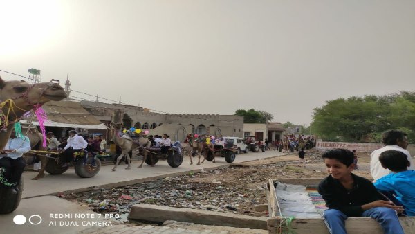 Groom on the camel in Gangiyasar village of Jhunjhunu Groom on the camel in Gangiyasar village of Jhunjhunu