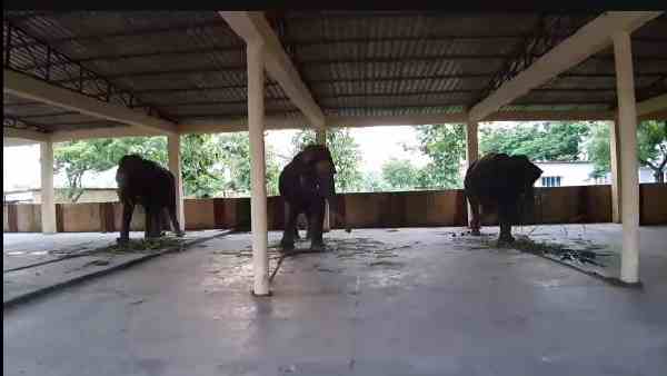 अब तीन हथिनियों का लिया सहारा