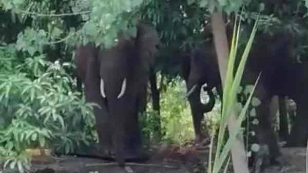 forest guard killed by elephants forest guard killed by elephants