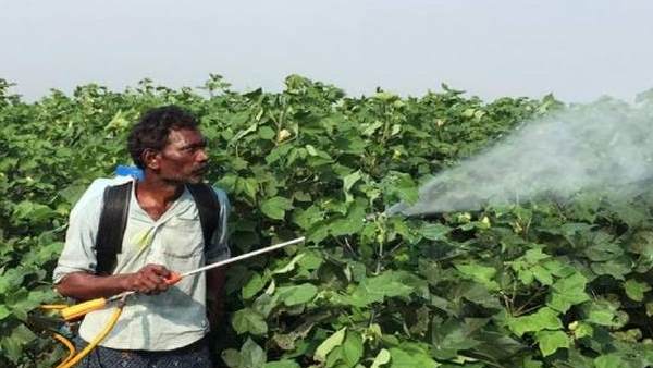 इन दवाओं के कारण फसल हो रहीं बरबाद 