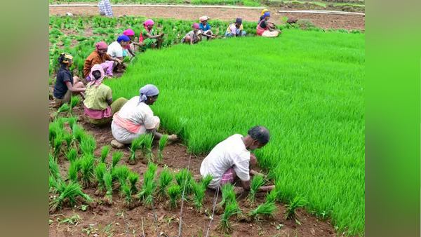 लगा रहे किसान सरकार से गुहार