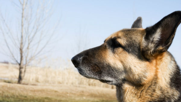  बहुत ही डरावनी घटना 