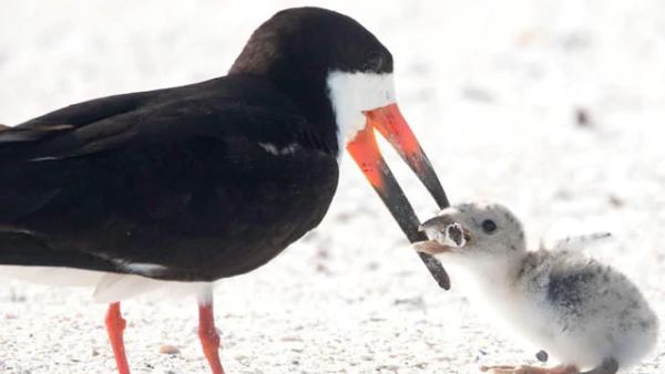 bird feeding its chick a cigarette, photo goes viral bird feeding its chick a cigarette, photo goes viral