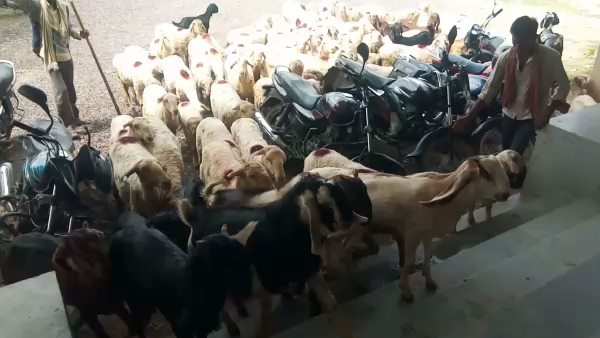 Goats and sheep entered in Sub tehsil office lakhanpur Bharatpur
