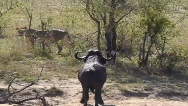 भैंसे ने 4 शेरों को अकेले दौड़ाया