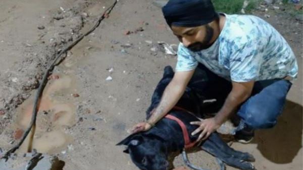 कुत्ते ने जान देकर बचाई मालिक की जान कुत्ते ने जान देकर बचाई मालिक की जान