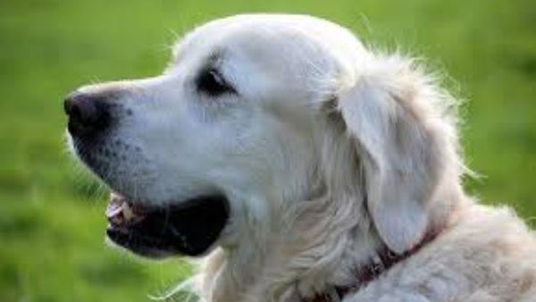 कुत्ते के पास बैठकर घंटों रोया शख्स कुत्ते के पास बैठकर घंटों रोया शख्स