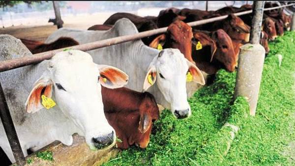 कई साल गौचर विकास बोर्ड के अध्य़क्ष रहे कथीरिया