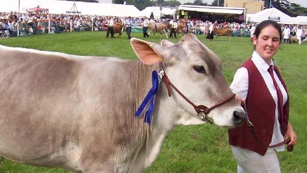 गायों के महत्व के बारे में विदेशियों को दी जाएगी हर जानकारी