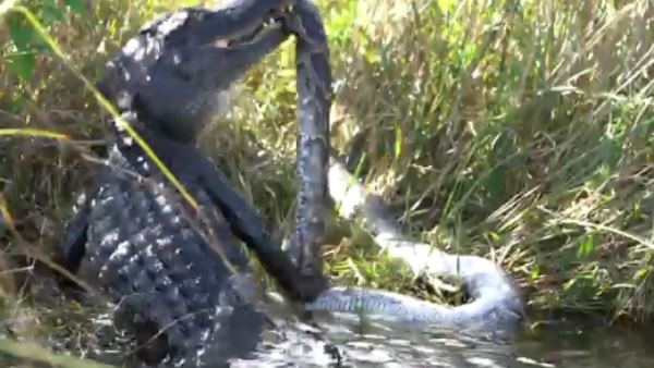 घड़ियाल ने अजगर को उठा उठाकर पटका