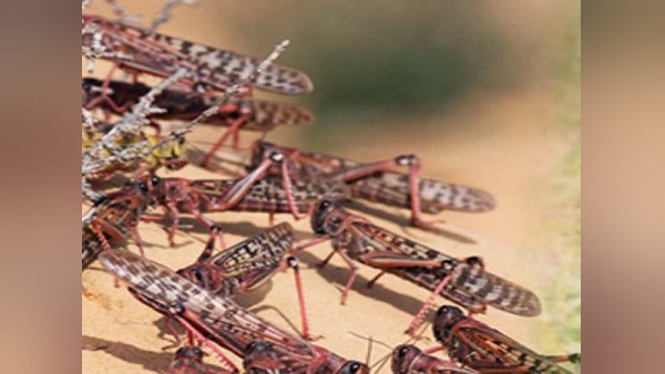 35 हजार लोगों जितना भोजन चट कर सकता है टिड्‌डी दल