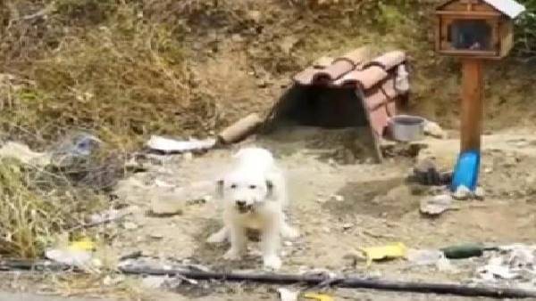 oyal dog refuses to leave spot where his owner killed in car crash 18 months ago in Greece oyal dog refuses to leave spot where his owner killed in car crash 18 months ago in Greece