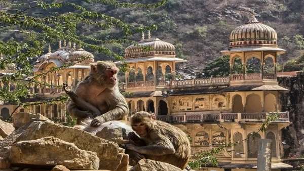 Monkey gave birth to twins Baby at Galta ji Jaipur