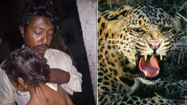 पांच साल की आयलबेन को ले जा रहा था तेंदुआ