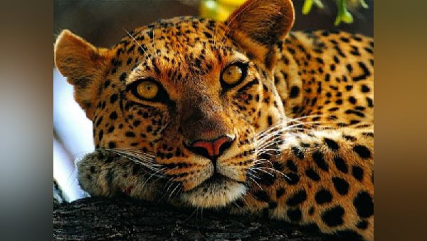 लोगों में फैल रहा तेंदुए का खौफ