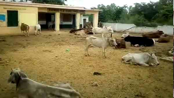 stray animals living in the primary school